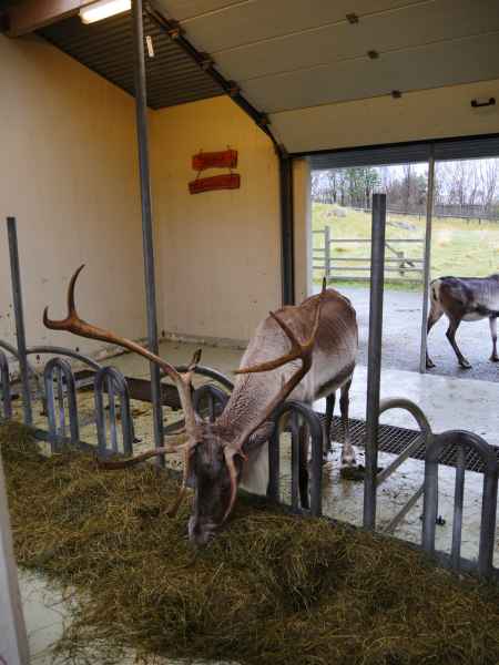 2016 10 25 iceland 2016 reindeer reykjavik 132 jpg