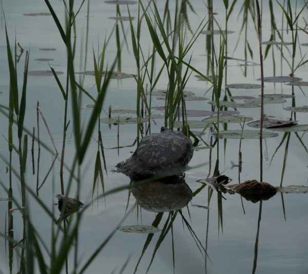 2017 06 12 ccc alpine tour europe 2017 alpine kramsach motorhome turtle 020 jpg