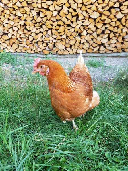 2017 06 13 ccc alpine tour europe 2017 alpine motorhome tyrolfarmingmuseum 043 jpg