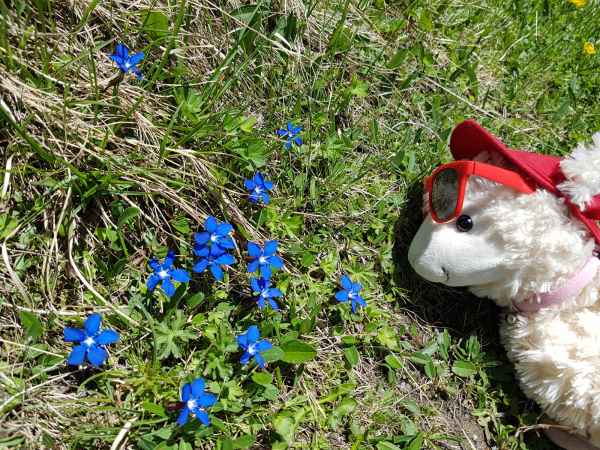 2017 06 18 ccc alpine tour estersheep europe 2017 alpine flowers grossglockner pass motorhome 102 jpg