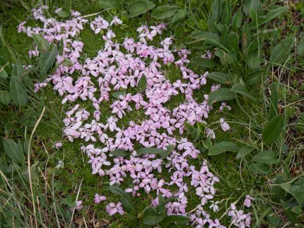 2017 06 18 ccc alpine tour europe 2017 alpine flowers grossglockner pass motorhome 074 jpg