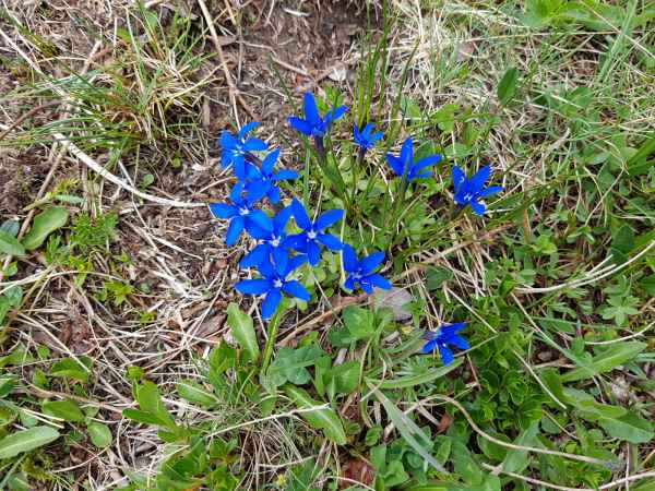 2017 06 18 ccc alpine tour europe 2017 alpine flowers grossglockner pass motorhome 076 jpg