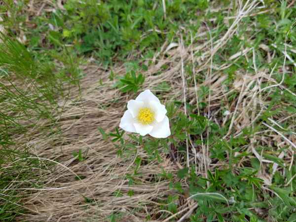 2017 06 18 ccc alpine tour europe 2017 alpine flowers grossglockner pass motorhome 077 jpg