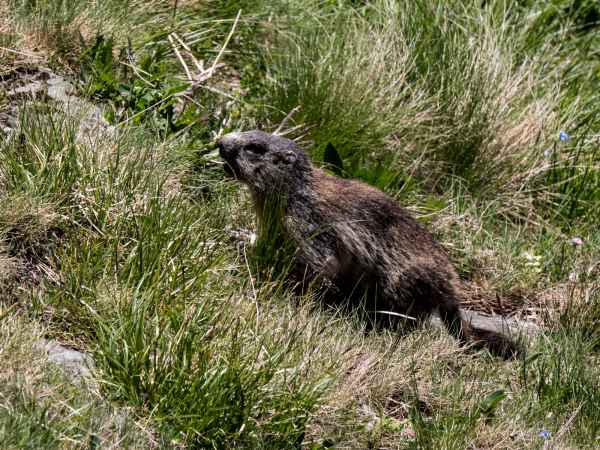 2017 06 18 ccc alpine tour europe 2017 alpine grossglockner pass marmot motorhome 092 jpg