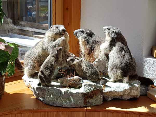 2017 06 18 ccc alpine tour europe 2017 alpine grossglockner pass motorhome 109 jpg