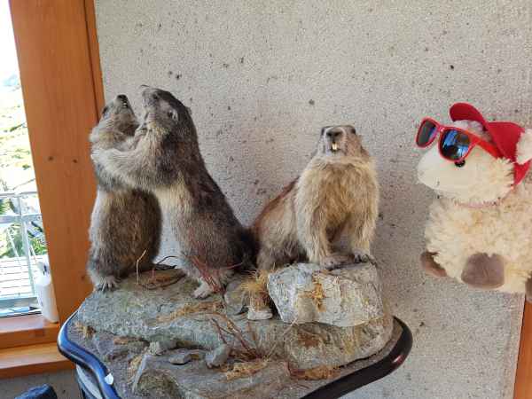 2017 06 18 ccc alpine tour europe 2017 alpine grossglockner pass motorhome 112 jpg