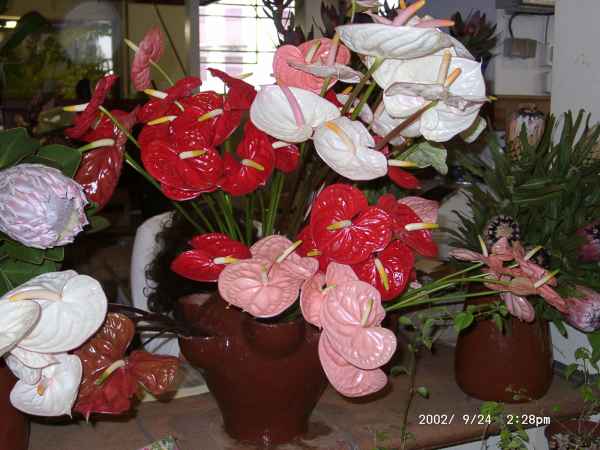 2002 09 24 flora forna funchal madeira 2002 027 jpg