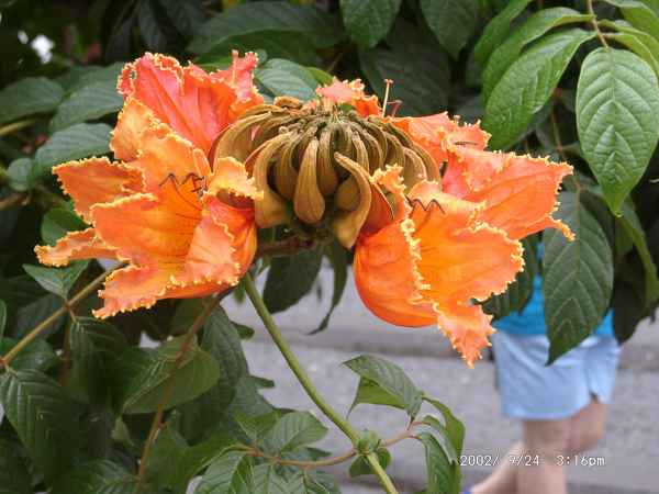 2002 09 24 flora forna funchal madeira 2002 029 jpg