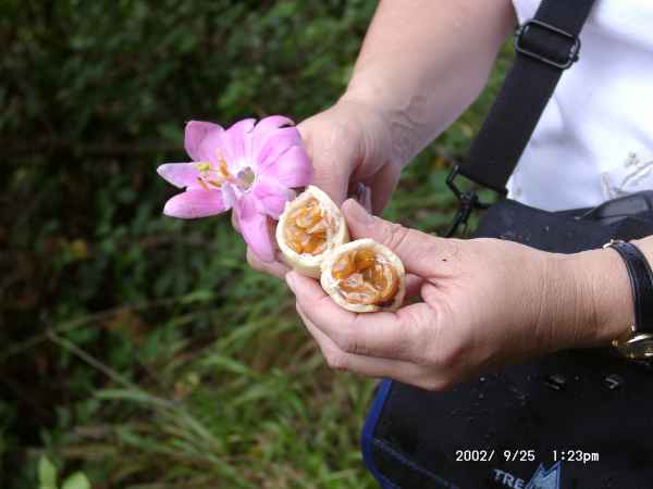 2002 09 25 flora forna madeira 2002 walking 041 jpg