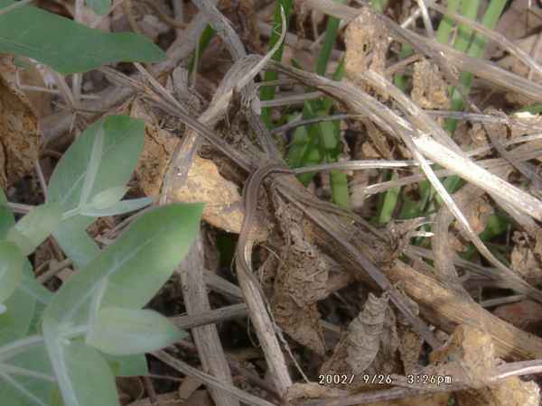 2002 09 26 lizards madeira 2002 062 jpg