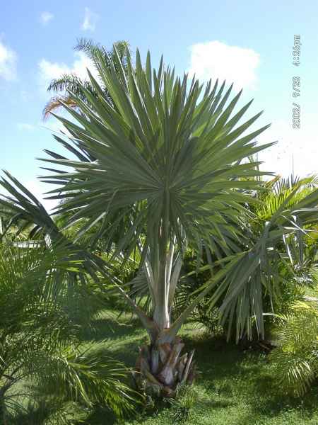 2002 09 28 madeira 2002 119 jpg