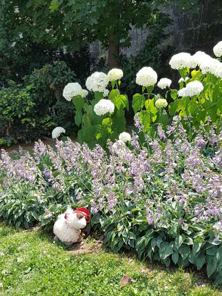 2017 06 23 ccc alpine tour estersheep europe 2017 alpine flowers ljubljana motorhome 050 jpg