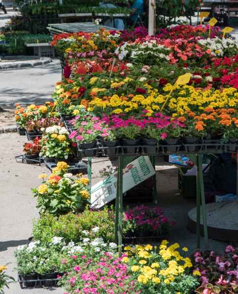 2017 06 23 ccc alpine tour europe 2017 alpine flowers ljubljana motorhome 037 jpg