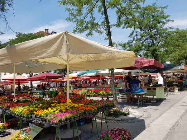 2017 06 23 ccc alpine tour europe 2017 alpine flowers ljubljana motorhome 038 jpg