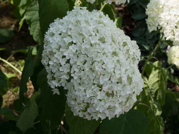 2017 06 23 ccc alpine tour europe 2017 alpine flowers ljubljana motorhome 054 jpg