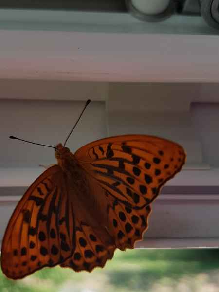 2017 06 24 bled butterflies ccc alpine tour europe 2017 alpine motorhome 065 jpg