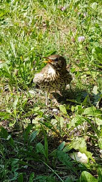 2017 06 24 bled ccc alpine tour europe 2017 alpine motorhome 064 jpg