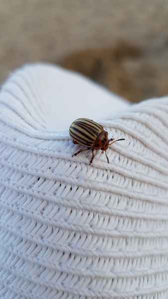 2017 07 02 beetles europe 2017 alpine lido de jesolo motorhome post ccc tour 020 jpg