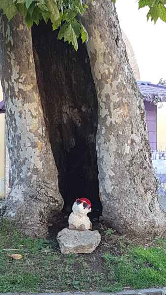 2017 07 05 estersheep europe 2017 alpine garda motorhome post ccc tour 026 jpg