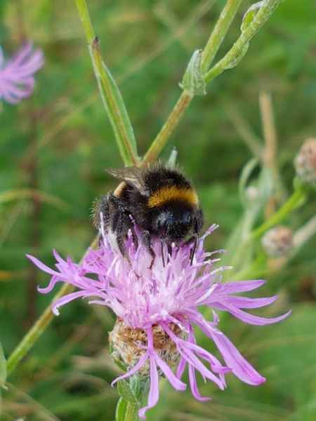 2017 07 11 bees breisach europe 2017 alpine motorhome post ccc tour 035 jpg