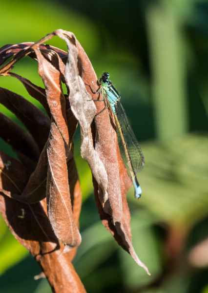 2017 07 14 dragonfly europe 2017 alpine millery motorhome post ccc tour 074 jpg