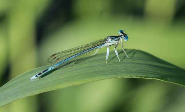 2017 07 14 dragonfly europe 2017 alpine millery motorhome post ccc tour 077 jpg