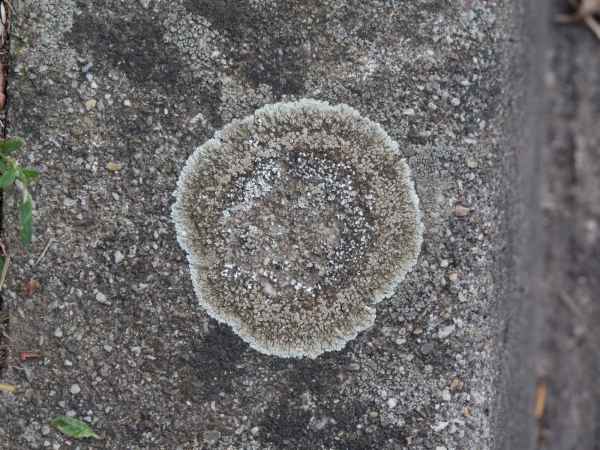 2017 07 14 europe 2017 alpine lichen millery motorhome post ccc tour 078 jpg