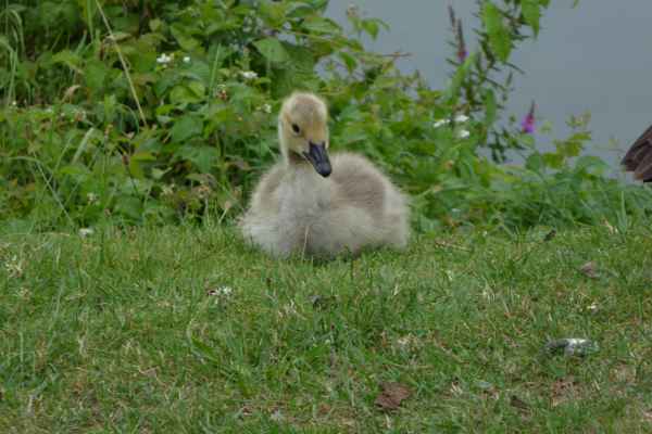 2017 07 16 bogney sur meuse europe 2017 alpine geese motorhome post ccc tour 089 jpg