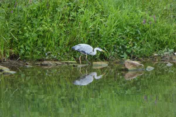 2017 07 16 bogney sur meuse europe 2017 alpine heron motorhome post ccc tour 088 jpg