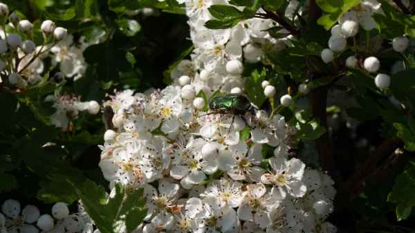 2018 05 23 beetles freshwater east ireland 2018 precccireland walking 066 jpg