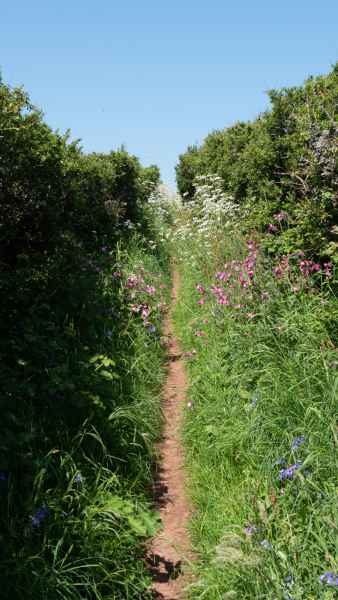 2018 05 23 freshwater east ireland 2018 precccireland walking 064 jpg