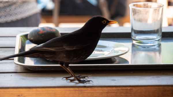 2018 05 23 freshwater east ireland 2018 precccireland walking 077 jpg