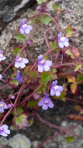 2018 05 25 cathedral ireland 2018 plants precccireland st davids 026 jpg