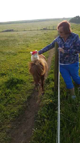 2018 05 26 denise sykes estersheep ireland 2018 precccireland st davids 071 jpg