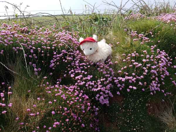 2018 05 26 estersheep ireland 2018 precccireland st davids 056 jpg