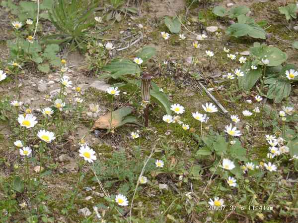 2003 03 06 benidorm benidorm 2003 hotel gan bali 034 jpg