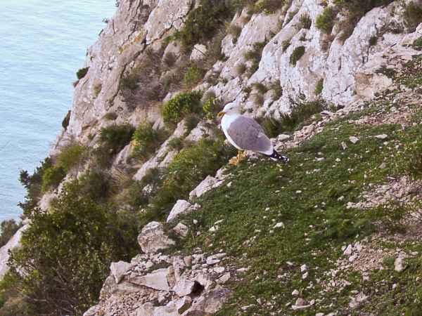 2003 03 09 benidorm benidorm 2003 hotel gan bali 067 jpg