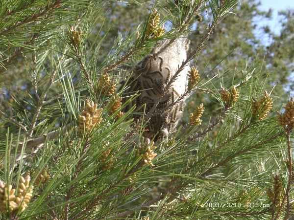 2003 03 10 benidorm benidorm 2003 hotel gan bali 087 jpg