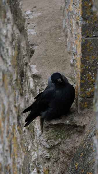 2018 05 31 birds blarney castles ireland 2018 irelandccctour 032 jpg