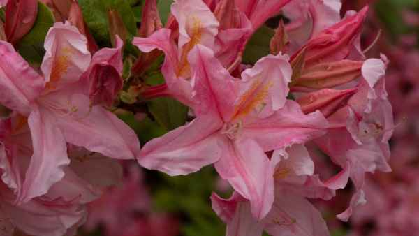 2018 05 31 blarney castles flowers ireland 2018 irelandccctour 054 jpg