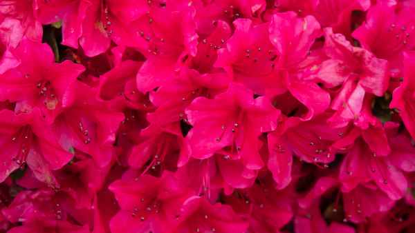 2018 05 31 blarney castles flowers ireland 2018 irelandccctour 055 jpg