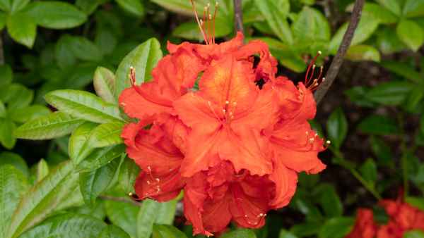 2018 05 31 blarney castles flowers ireland 2018 irelandccctour 060 jpg