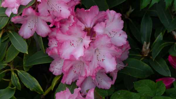 2018 05 31 blarney castles flowers ireland 2018 irelandccctour 074 jpg