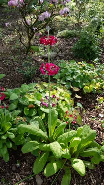 2018 05 31 blarney castles flowers ireland 2018 irelandccctour 075 jpg