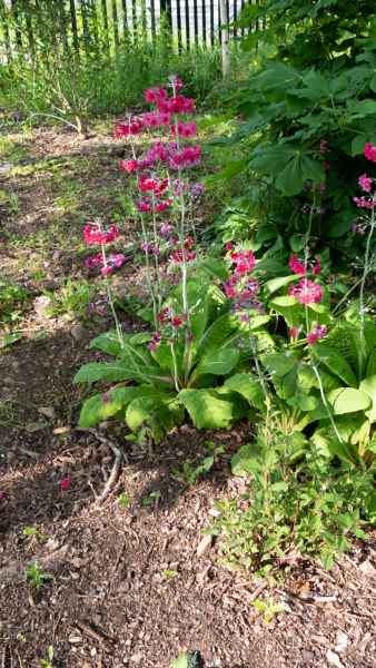 2018 05 31 blarney castles flowers ireland 2018 irelandccctour 076 jpg