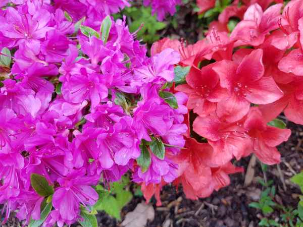 2018 05 31 blarney ireland 2018 irelandccctour 050 jpg