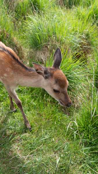 2018 06 01 bps deer ireland 2018 irelandccctour ladysview ring of kerry 107 jpg