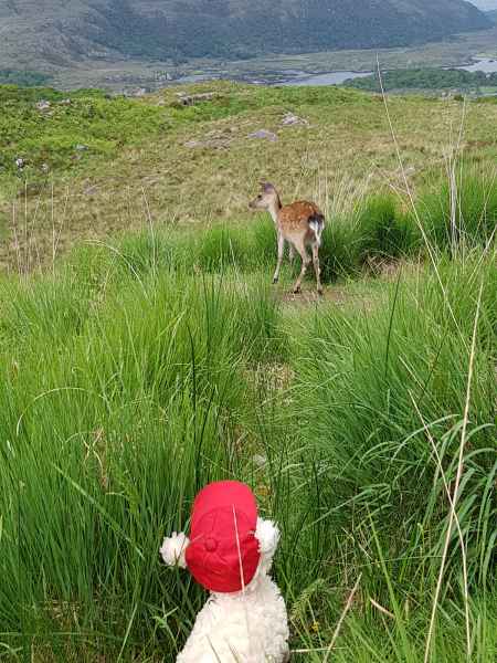 2018 06 01 deer estersheep ireland 2018 irelandccctour ladysview ring of kerry 099 jpg
