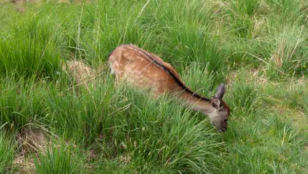 2018 06 01 deer ireland 2018 irelandccctour ladysview ring of kerry 100 jpg