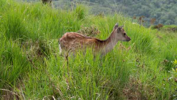 2018 06 01 deer ireland 2018 irelandccctour ladysview ring of kerry 104 jpg
